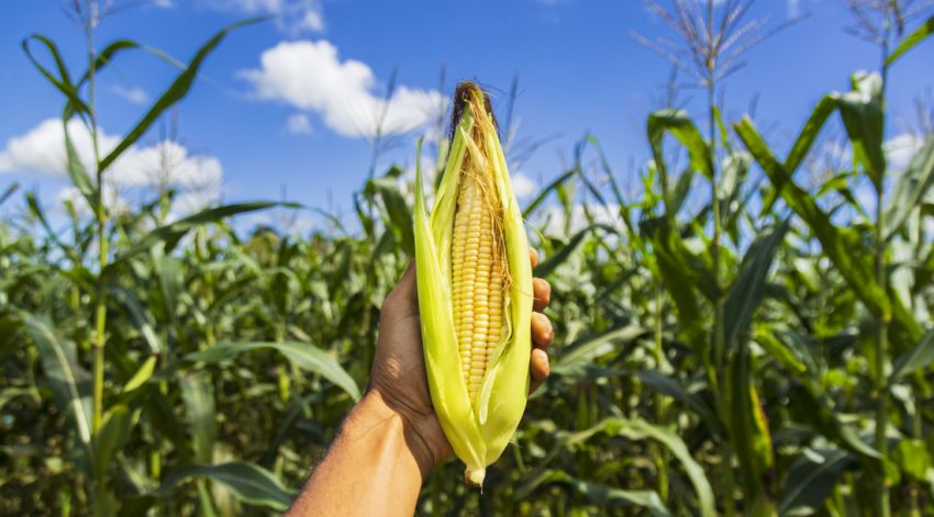 Investimentos do Governo resultam em crescimento de 190% no valor bruto da produção agrícola