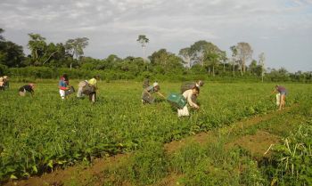 CMN reduz para R$ 200 mil limite de enquadramento no Proagro
