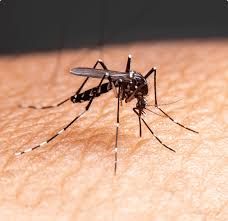 Menina de nove anos morre vítima de dengue em Tobias Barreto