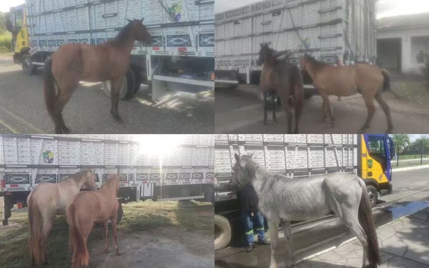 Mais de 200 animais são apreendidos em rodovias estaduais de Sergipe este ano