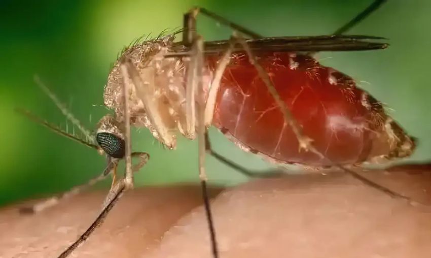 Antes restrita à Amazônia, febre oropouche se espalha pelo país
