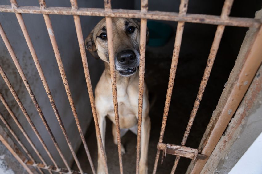 Brasil tem mais de 170 mil animais abandonados sob cuidado de ONGs, aponta instituto