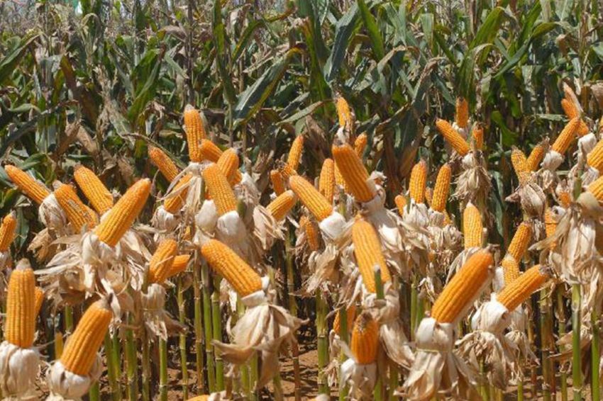 Safra de grãos deve fechar 2019 com crescimento de 5,9% , diz IBGE