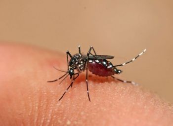 Secretaria de Estado da Saúde confirma a 12ª morte por Dengue Grave