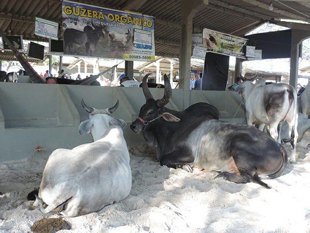 Exposição Agropecuária de Frei Paulo acontece de 25 a 29 de setembro