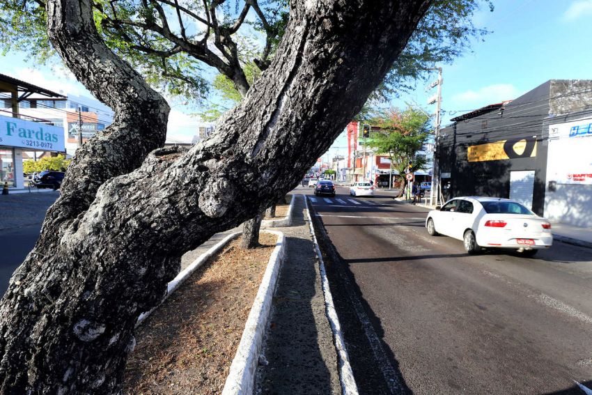 Obra da Hermes Fontes vai ampliar e qualificar arborização da região