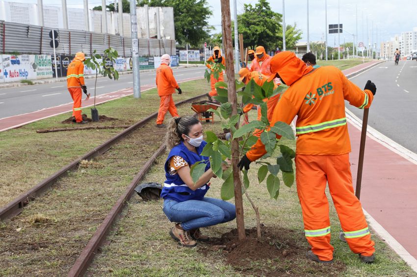 Prefeitura planta mais 200 árvores na compensação da obra do corredor Hermes Fontes