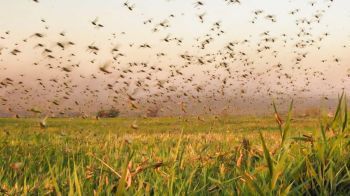 Biólogos acreditam que nuvem de gafanhotos não chegará a Sergipe