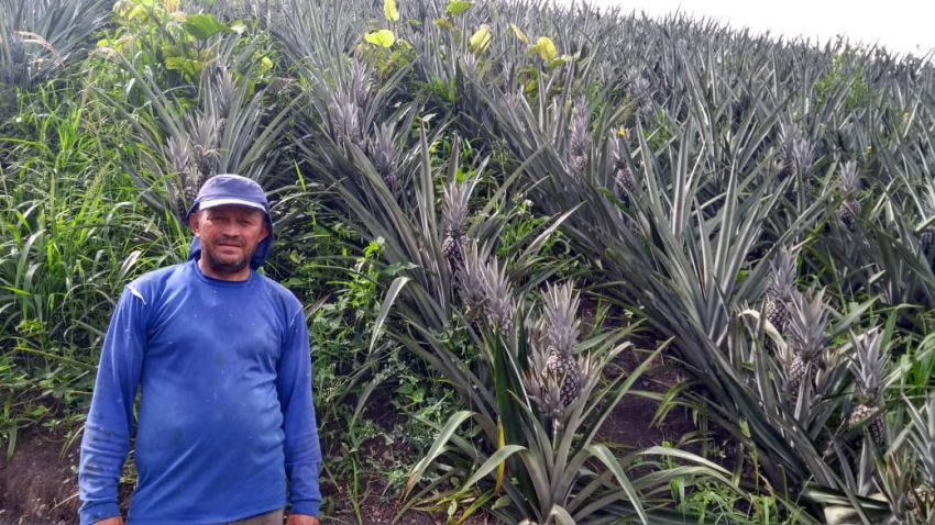 Propriedade em Capela é referência na diversificação da fruticultura