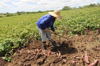 Sergipe é o maior produtor de batata-doce do Nordeste, segundo Emdagro