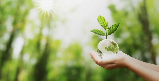 Proteção às Florestas: manutenção da biodiversidade desempenha funções essenciais para os seres humanos
