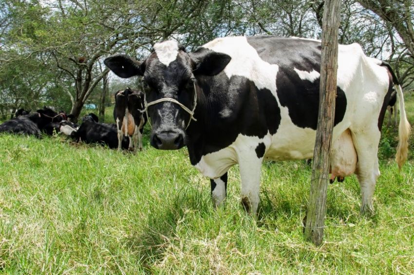 Sergipe mantém 95,08% do rebanho imunizado em primeira etapa da campanha da vacinação contra febre aftosa