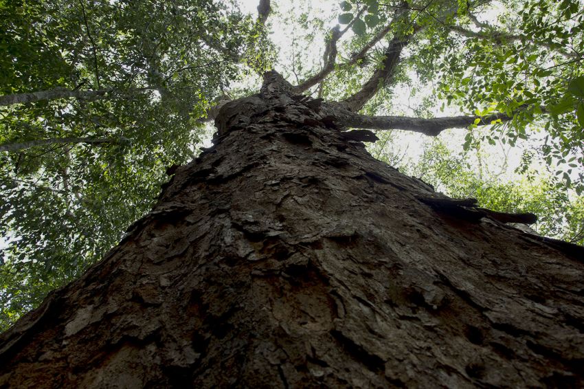 Sergipe avança na elaboração do Plano de Manejo para áreas de preservação ambiental