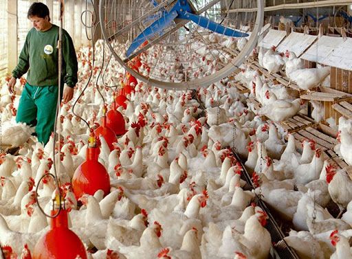 Autoridades chinesas detectam Covid-19 em amostras de frango brasileiro