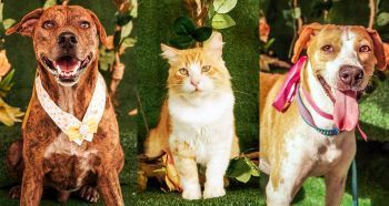 Campanha Online de Adoção de Animais segue até o dia 17 de outubro