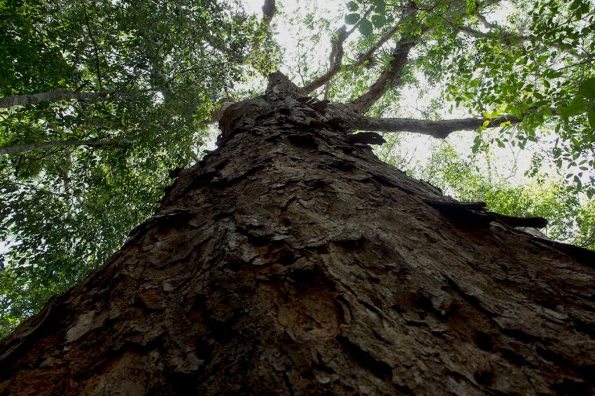 Visitas a Unidade de Conservação e reservas naturais já podem ser agendadas