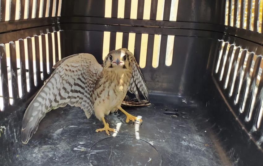 Adema resgata e realiza soltura de animais silvestres na Grande Aracaju