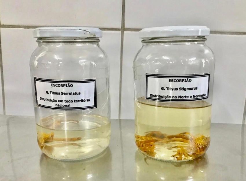 Prefeitura orienta sobre cuidados para evitar picadas de escorpiões