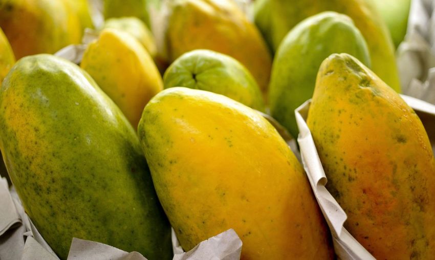 Agricultura familiar: governo prorroga prazo para cadastro