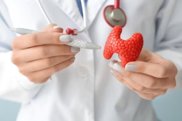 Tireoide: a glândula que regula todo o metabolismo humano