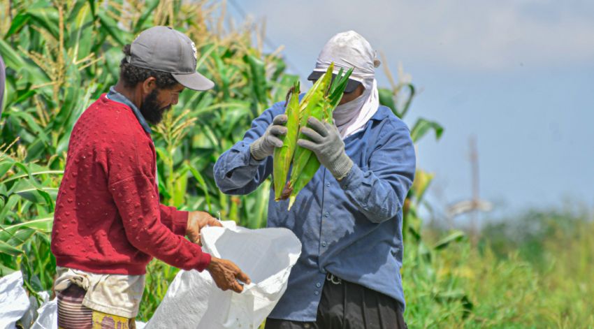 Inscrições dos agricultores familiares no programa Garantia-Safra 2023/2024 vão até o dia 20 de fevereiro