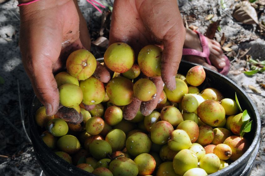 Pesquisas se aprofundam em propriedades cicatrizantes da mangaba