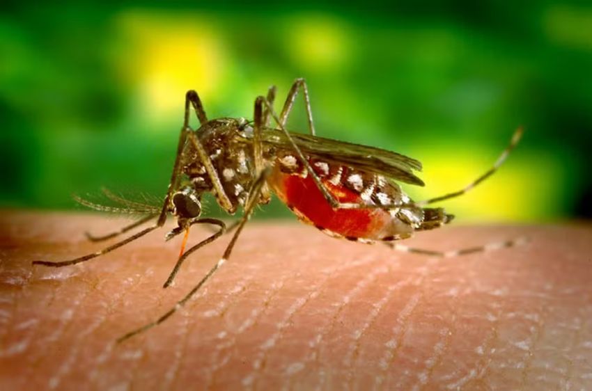 Mulher morre com suspeita de dengue hemorrágica em São Cristóvão