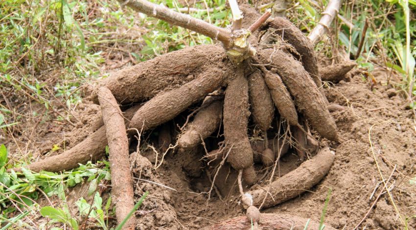 Produção de macaxeira da irrigação pública estadual para período junino cresceu 11%
