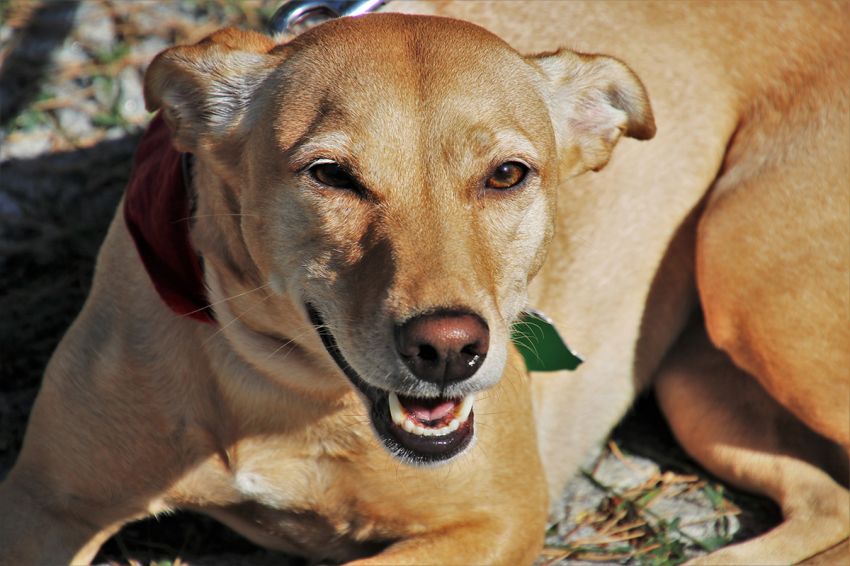 Shopping Jardins promove vacinação antirrábica de cães e gatos