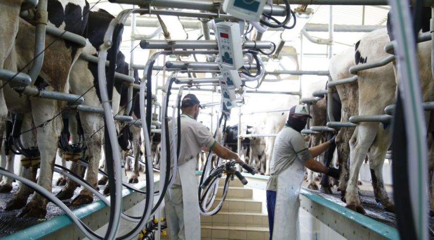 Sergipe mantém alta na aquisição e beneficiamento do leite