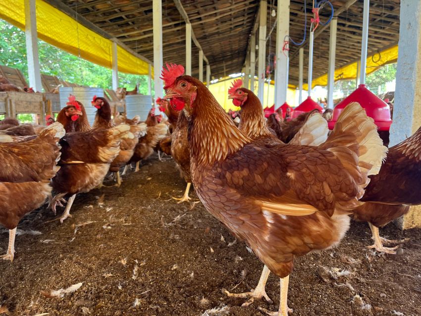Segunda Oficina Regional dos polos da Avicultura Caipira do Nordeste acontece em Sergipe