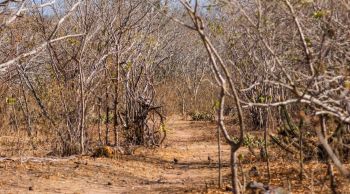 Análise da Semac aponta expansão da seca em cinco territórios sergipanos em outubro