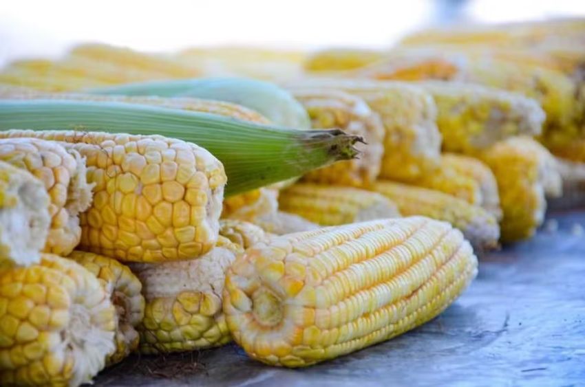 Cadastro para comerciantes de fogueiras e comidas típicas juninas nos espaços públicos de Aracaju é liberado
