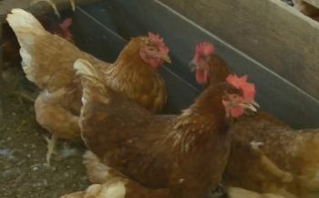 Suspeita de gripe aviária é investigada em Sergipe
