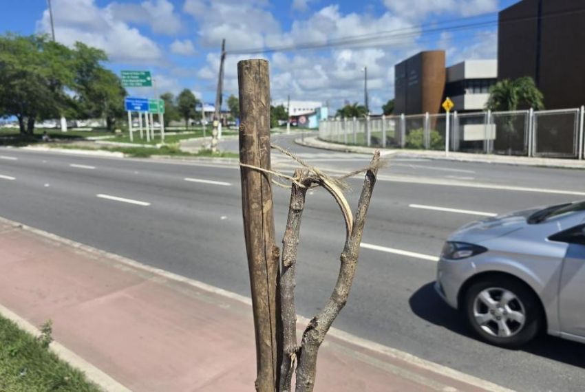 Vandalismo prejudica projeto de arborização em Aracaju