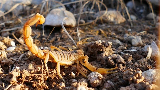 Casos crescentes de picada de escorpião acendem alerta saiba como agir