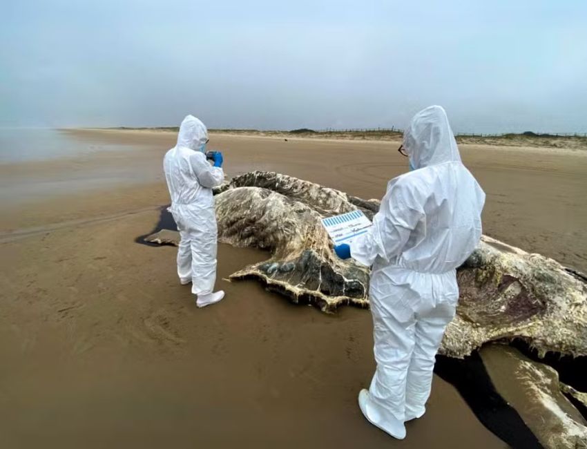 Carcaça de baleia-jubarte de mais de 12 metros é encontrada no litoral Sergipe
