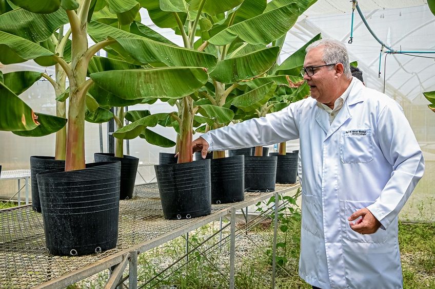 Pesquisa desenvolve controle biológico contra pragas na citricultura