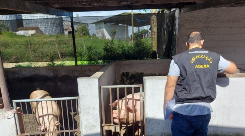 Adema encontra irregularidades em granja de suínos em São Cristóvão