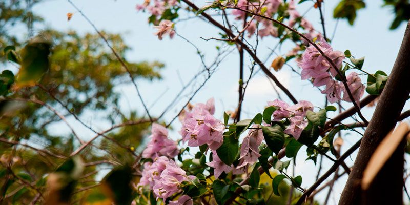 Primavera terá temperaturas acima da média e ventanias em Sergipe