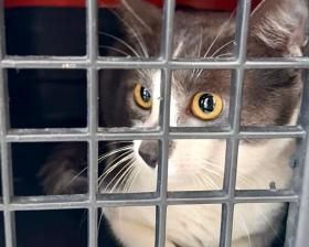 Programa Aju Animal retoma serviços com novas clínicas credenciadas Meio Ambiente
