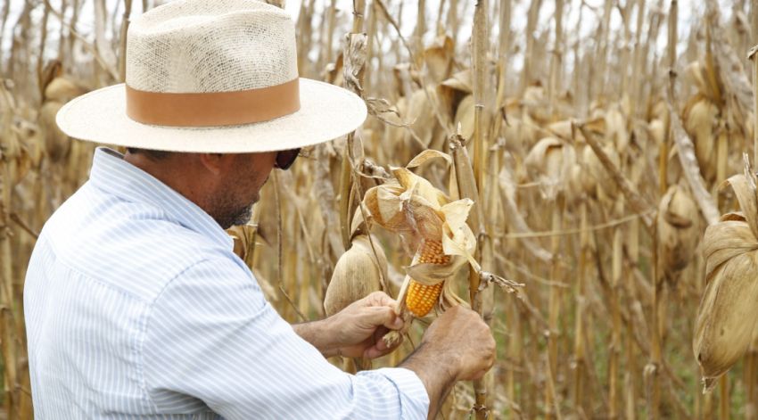 Levantamento do IBGE aponta para safra recorde de mais de 1 milhão de toneladas de milho em Sergipe