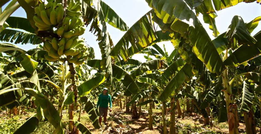 Termina dia 30 o prazo para regularização de dívidas rurais no BNB