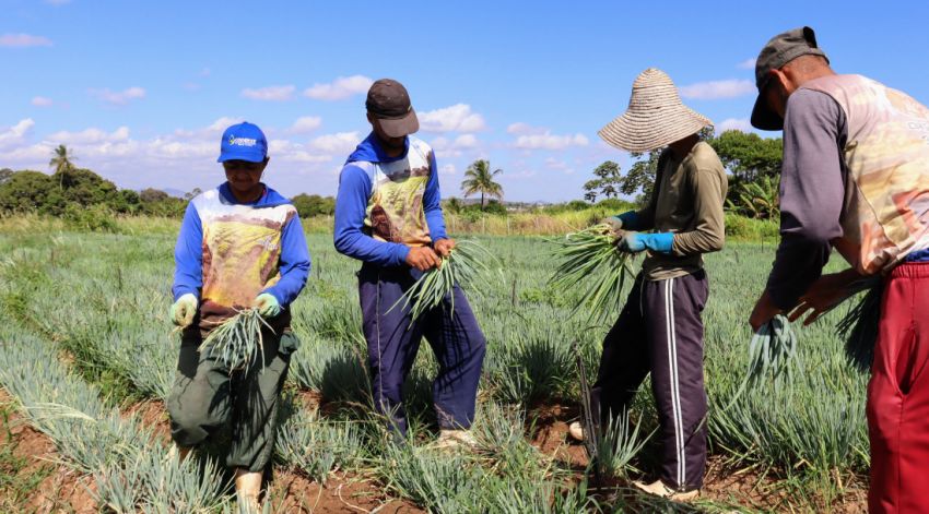 Irrigação pública estadual bate recorde em 2025 com produção de 134,5 mil toneladas de alimentos