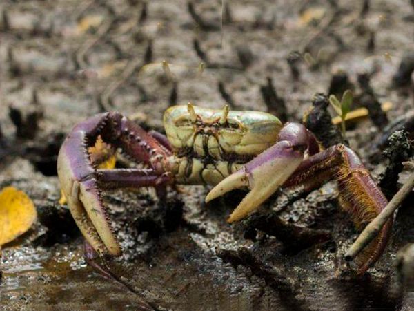 Caranguejo terá novo Defeso a partir de domingo