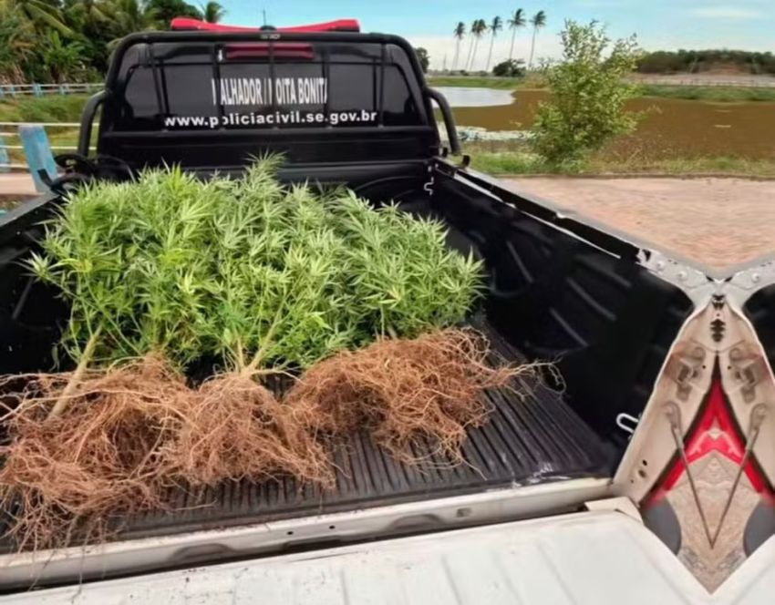 Homem é preso em flagrante por cultivo de maconha em Moita Bonita