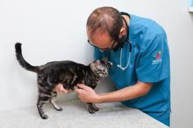 Programa Aju Animal fortalece rede de proteção e amplia atendimento veterinário em Aracaju