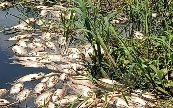 Adema investigará mortandade de peixes no Rio Japaratuba