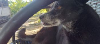 Homem é preso suspeito de matar cadela a golpes de madeira em Aracaju