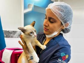 Abril Laranja: Prefeitura de Aracaju inicia mutirão de castração de gatos